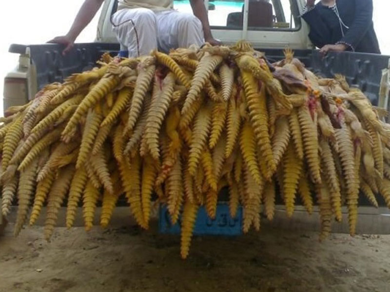 اضغط لمشاهدة الفيديو: ناصر القصبي يحذر من خطر الصيد الجائر: "حرام.. أوقفوا هذا العبث"